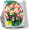 Baltus - Perfect Duo Narcissus Tulipa per 20 bloembollen