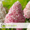 Plant in a Box - Hydrangea paniculata Vanille-Fraise - Set van 4 - Tuinhortensia winterhard - Pot 17cm - Hoogte 25-40cm