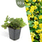 Plants by Frank | 60 Goudaardbei planten | Waldsteinia ternata | Winterharde bodembedekker planten | tuinplanten | Winterharde vaste planten meerjarig | Winterharde tuinplanten