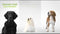 Whimzees Stix L - Kauwsnacks - Hond - 17,8cm - 6st