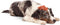 Whimzees Tandenborstel Start M - Kauwsnacks - Hond - 8,7cm - 12st