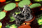White Goblin Games Unmatched: Robin Hood vs Bigfoot - NL-uitgave