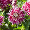 Plant in a Box - Dahlia Vancouver - Set van 3 - Dahliaknollen Dinner-plate - Prachtige zomerbloeier - Bloembollen