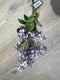 Wild rose spray purple 52cm