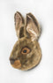 Wild & Soft - Trophy haas bruin Lewis - Dierenkop