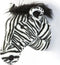 Wild & Soft - Trophy zebra Daniel - Dierenkop