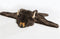 Wild & Soft Vermomming en Tapijt - Buffel