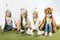 Wild & Soft - Vermomming en Tapijt eenhoorn