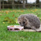 Wildbird Egelschaal Myrte - Voerbak - Wit