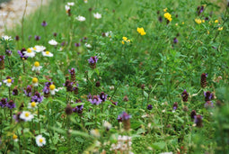 Wildenbloemen mixmat Compleet (incl. drainage type 11c & daktuinsub...