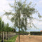 Wilgbladige treur sierpeer | Pyrus salicifolia 'Pendula' 10-14 cm 220 cm| Bomenbezorgd.nl