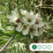 Wilgbladige treur sierpeer | Pyrus salicifolia 'Pendula' 10-14 cm 220 cm| Bomenbezorgd.nl