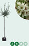Wilgbladige treur sierpeer | Pyrus salicifolia 'Pendula' 10-14 cm 220 cm| Bomenbezorgd.nl