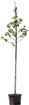 Zakdoekenboom | Davidia involucrata 6-10 cm | Bomenbezorgd.nl