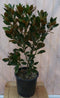 Wintergroene magnolia 100 cm