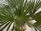 Winterharde Palmboom hoogte 70 cm