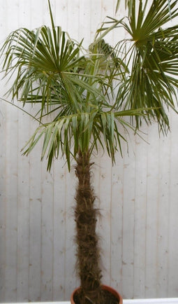 Winterharde Palmboom stamhoogte 100 cm en hoogte 225 cm