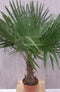 Winterharde Palmboom stamhoogte 20 cm en hoogte 130 cm