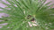 Winterharde Palmboom stamhoogte 30 cm en hoogte 150 cm