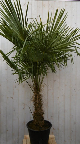 Winterharde Palmboom stamhoogte 50 cm en hoogte 180 cm
