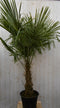 Winterharde Palmboom stamhoogte 50 cm en hoogte 180 cm