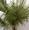 Winterharde Palmboom stamhoogte 50 cm en hoogte 180 cm