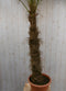 Winterharde Palmboom Trachycarpus Fortunei stamhoogte 100 cm en hoogte 225 cm