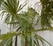 Winterharde Palmboom Trachycarpus Fortunei stamhoogte 100 cm en hoogte 225 cm