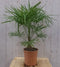 Winterharde Palmboom Trachycarpus Fortunei stamhoogte 20 cm en hoog...