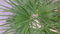 Winterharde Palmboom Trachycarpus Fortunei stamhoogte 20 cm en hoog...