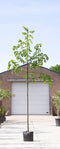Winterlinde - Tilia cor. ‘Greenspire' 400-500 cm totaalhoogte (14 - 18 cm stamomtrek)