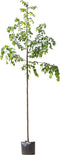 Winterlinde - Tilia cor. ‘Greenspire' 400-500 cm totaalhoogte (14 - 18 cm stamomtrek)