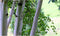 Witte berk meerstammig - ‘Betula utillis Jacquemontii’ 200 - 250 cm totaalhoogte
