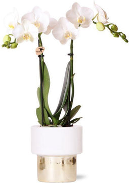 Witte Phalaenopsis orchidee - Amabilis + Lush pot - potmaat Ø9cm - 35cm hoog -