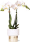 Witte Phalaenopsis orchidee - Amabilis + Lush pot - potmaat Ø9cm - 35cm hoog -