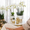 Witte Phalaenopsis orchidee - Amabilis + Lush pot - potmaat Ø9cm - 35cm hoog -