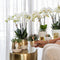Witte Phalaenopsis orchidee - Amabilis + Lush pot - potmaat Ø9cm - 35cm hoog -