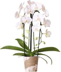Witte Phalaenopsis orchidee - Niagara Fall - potmaat Ø12cm -