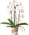 Witte Phalaenopsis orchidee - Niagara Fall - potmaat Ø12cm -