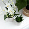 Witte Phalaenopsis orchidee - Niagara Fall - potmaat Ø12cm -