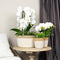 Witte Phalaenopsis orchidee - Niagara Fall - potmaat Ø12cm -