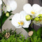 Witte Phalaenopsis orchidee - Niagara Fall - potmaat Ø12cm -