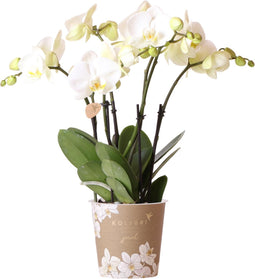 Witte Phalaenopsis orchidee potmaat - Jewel Ghent - potmaat Ø12cm -