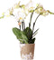 Witte Phalaenopsis orchidee potmaat - Jewel Ghent - potmaat Ø12cm -