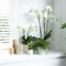 Witte Phalaenopsis orchidee potmaat - Jewel Ghent - potmaat Ø12cm -