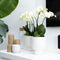 Witte Phalaenopsis orchidee potmaat - Jewel Ghent - potmaat Ø12cm -