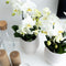 Witte Phalaenopsis orchidee potmaat - Jewel Ghent - potmaat Ø12cm -