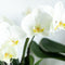 Witte Phalaenopsis orchidee potmaat - Jewel Ghent - potmaat Ø12cm -