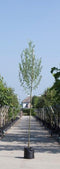 Witte wilg - ‘Salix alba’ 300 - 400 cm totaalhoogte (10 - 14 cm stamomtrek)