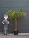 Chinese waaierpalm - Trachycarpus Fortunei 70 cm stamhoogte